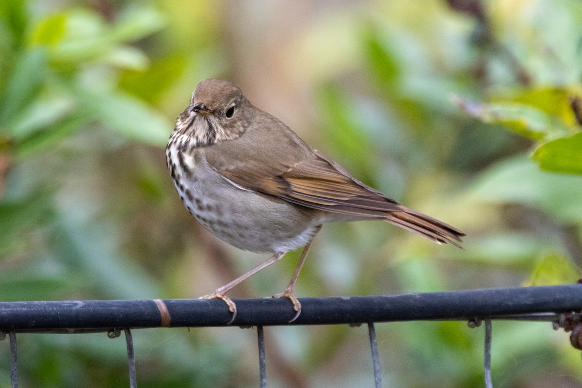 Hermit Thrush - ML646476062