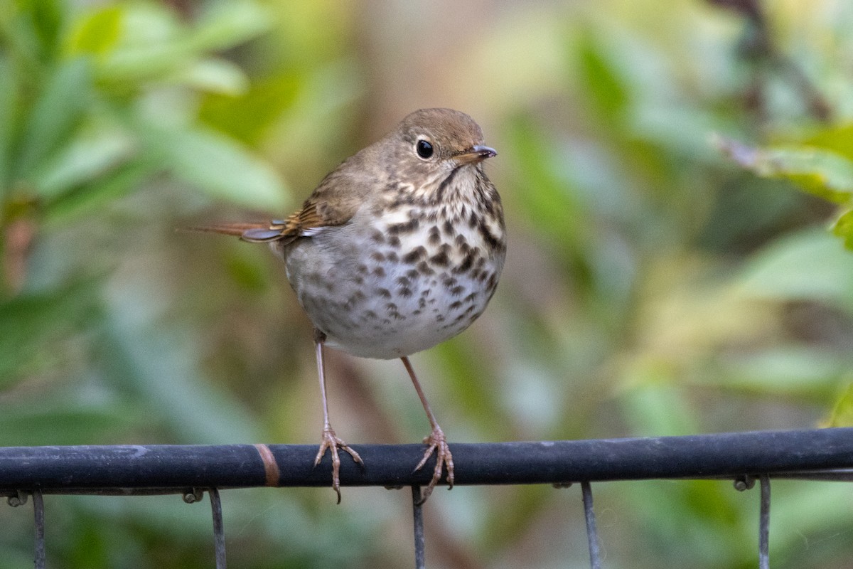 Hermit Thrush - ML646476064