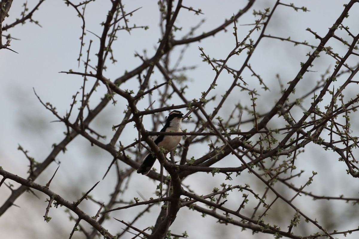 Red-naped Bushshrike - ML646476065