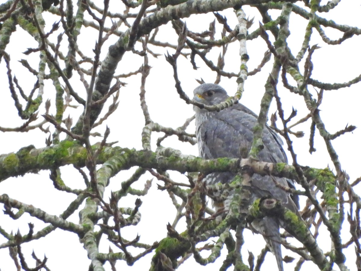 Gyrfalcon - ML646476068