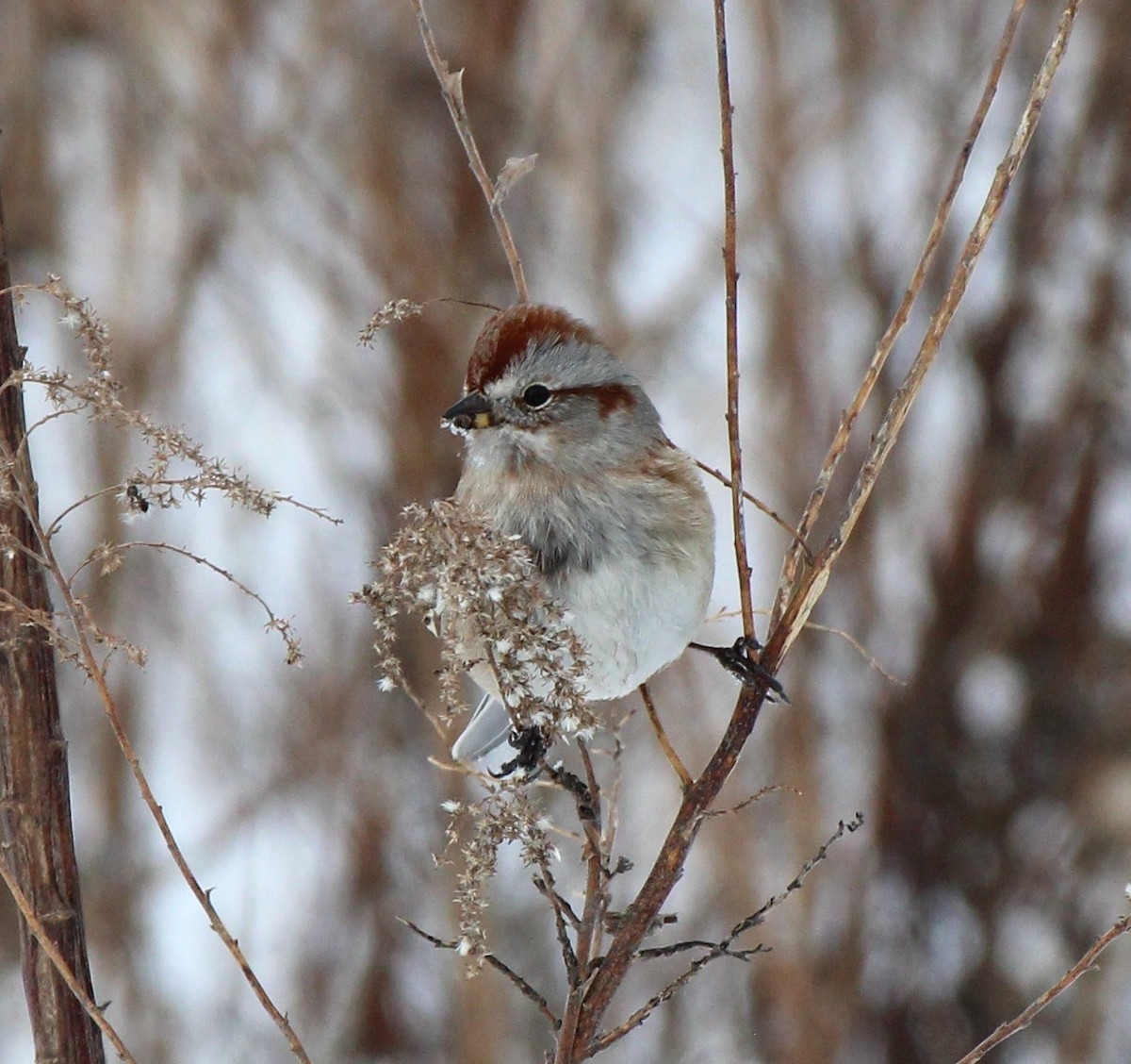 American Tree Sparrow - ML646476069