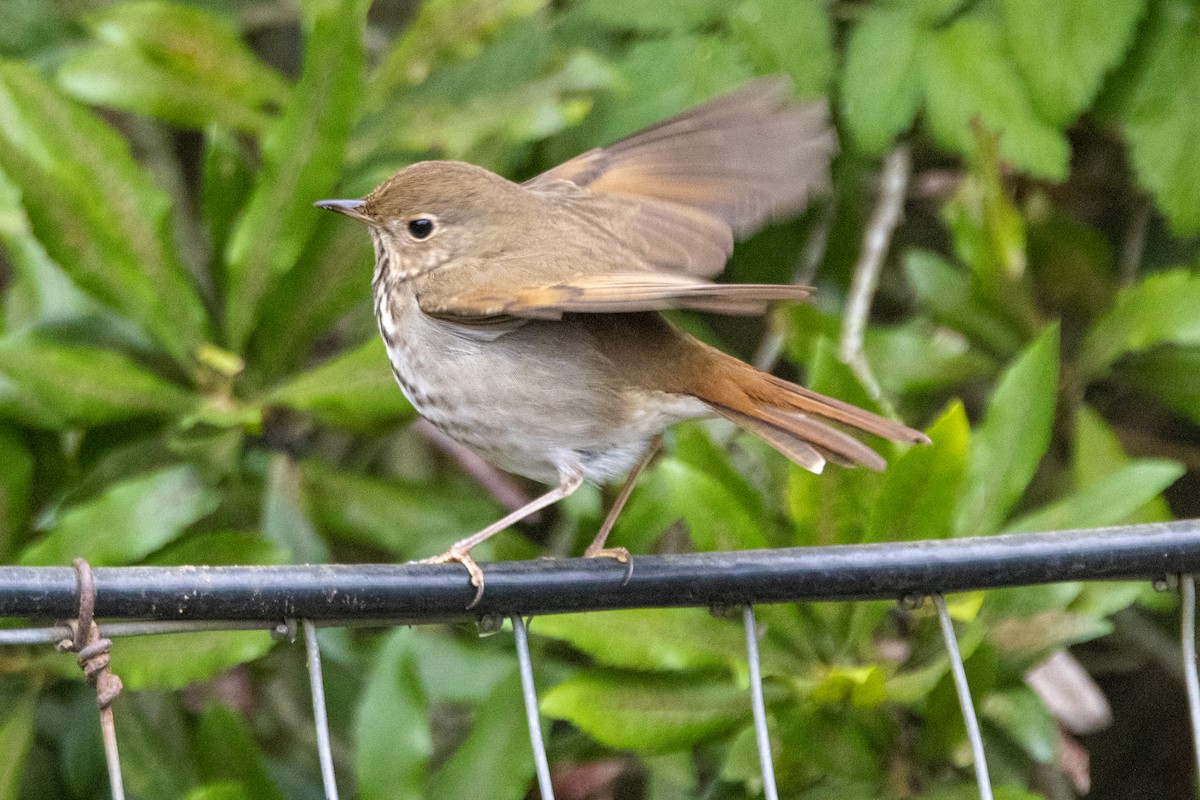 Hermit Thrush - ML646476070