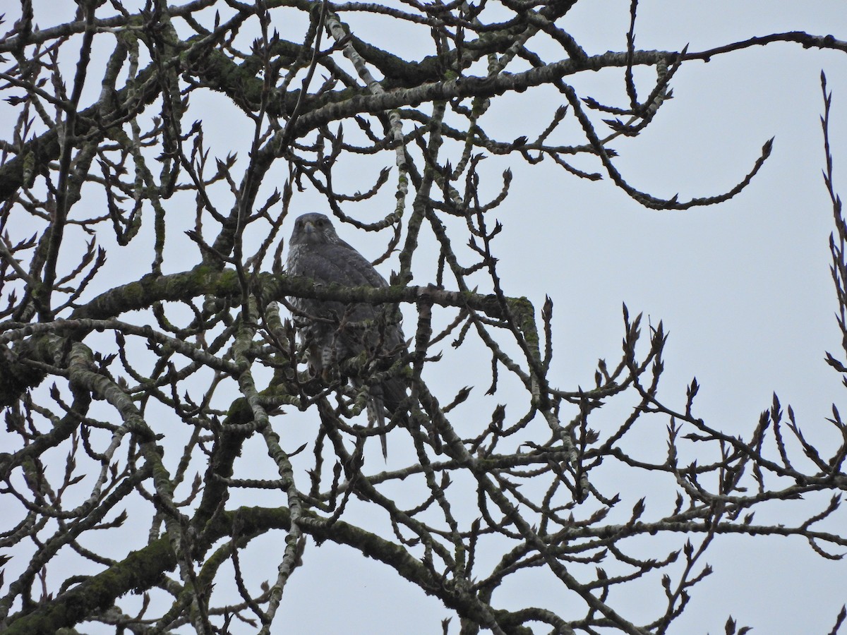 Gyrfalcon - ML646476072