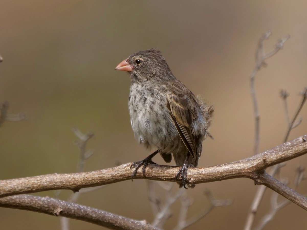 Small Ground-Finch - ML646476073