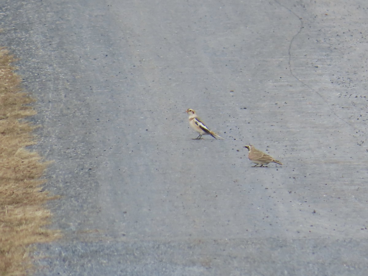 Horned Lark - ML646476074