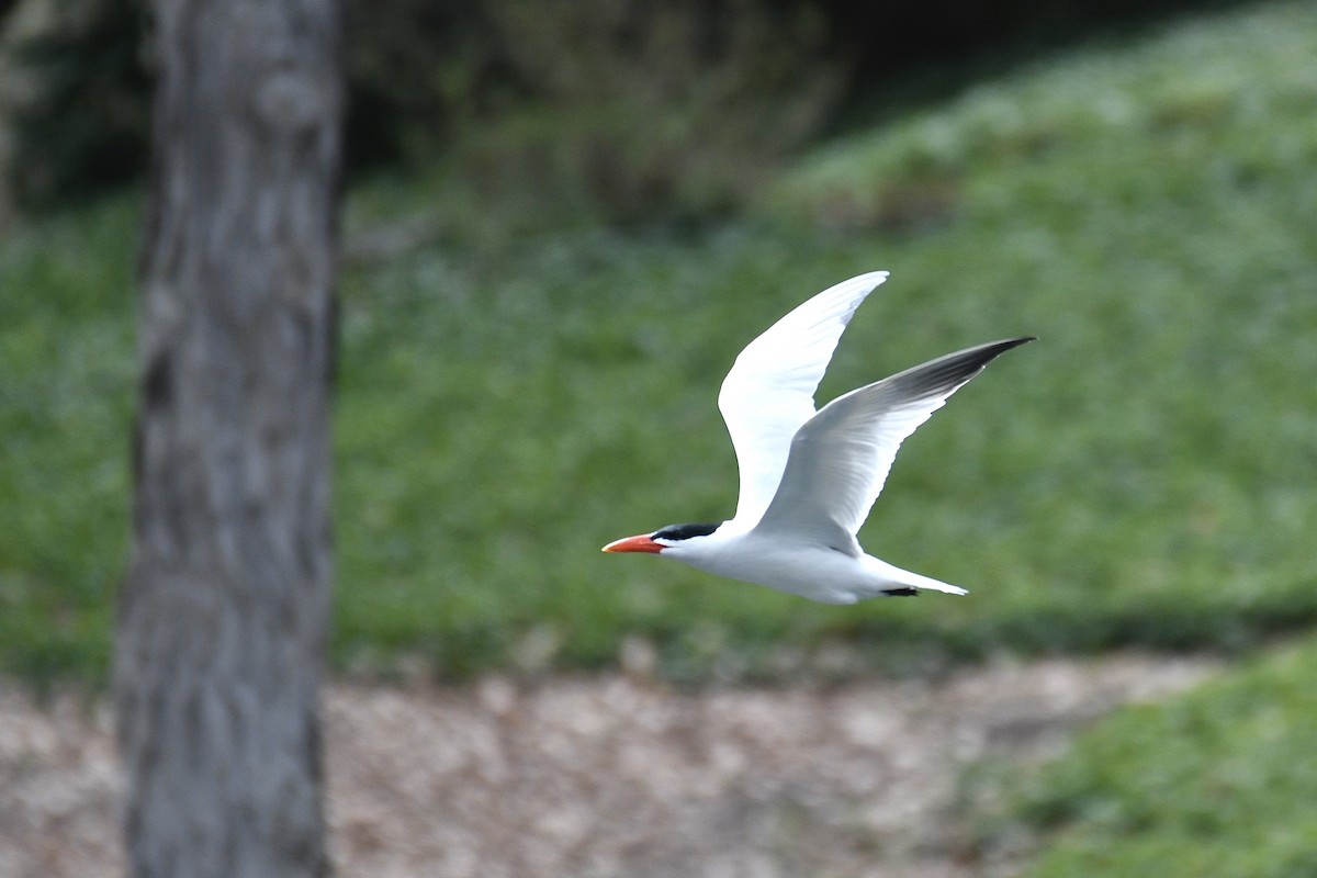 Caspian Tern - ML646476082