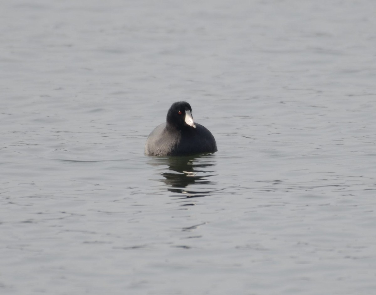 アメリカオオバン - ML646476084