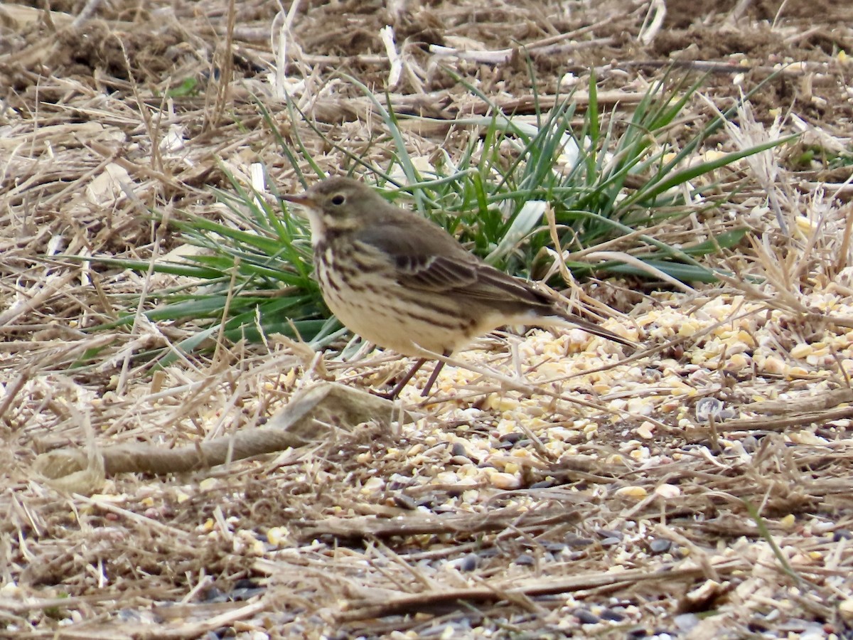 American Pipit - ML646476085