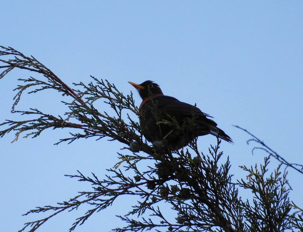 Rufous-collared Robin - ML646476091