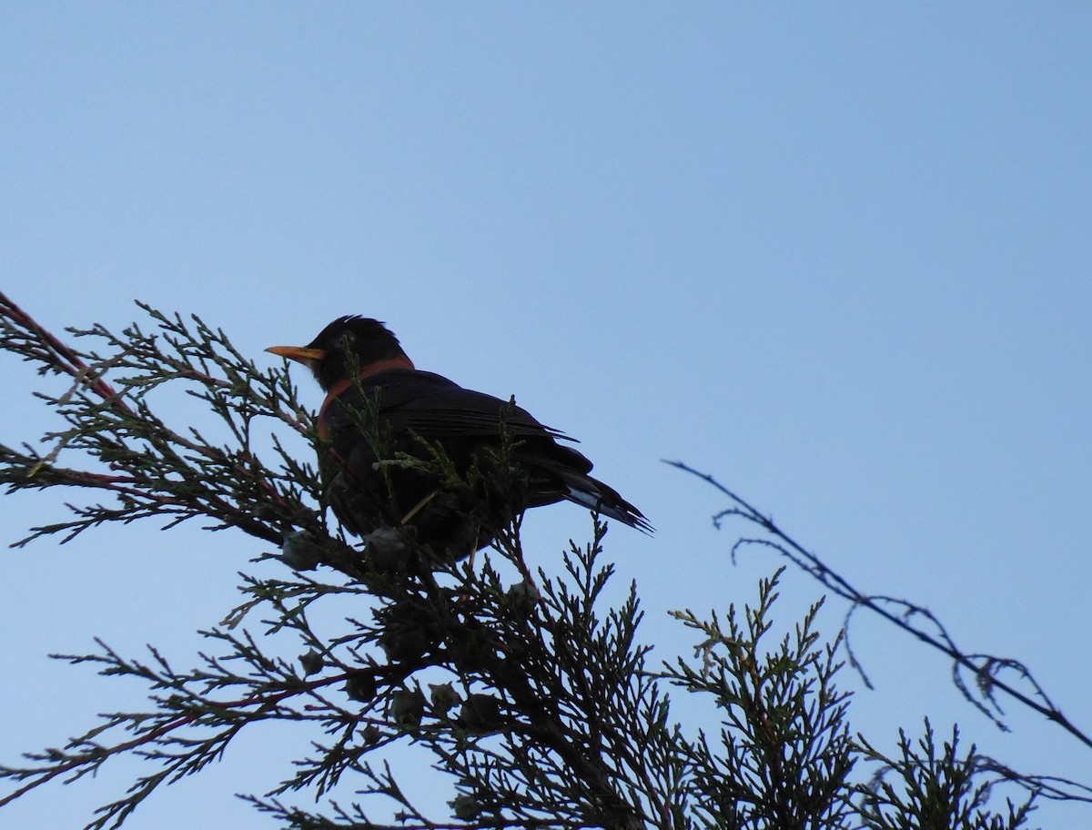 Rufous-collared Robin - ML646476092