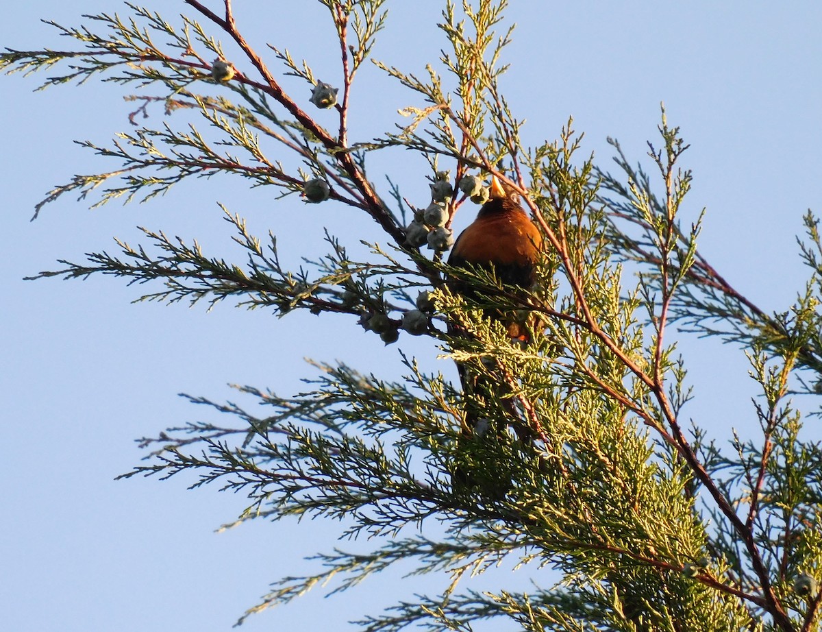 Rufous-collared Robin - ML646476093