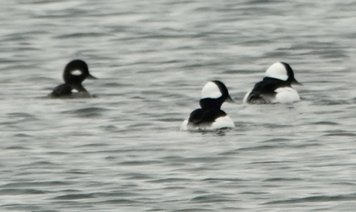 Büffelkopfente - ML646476097