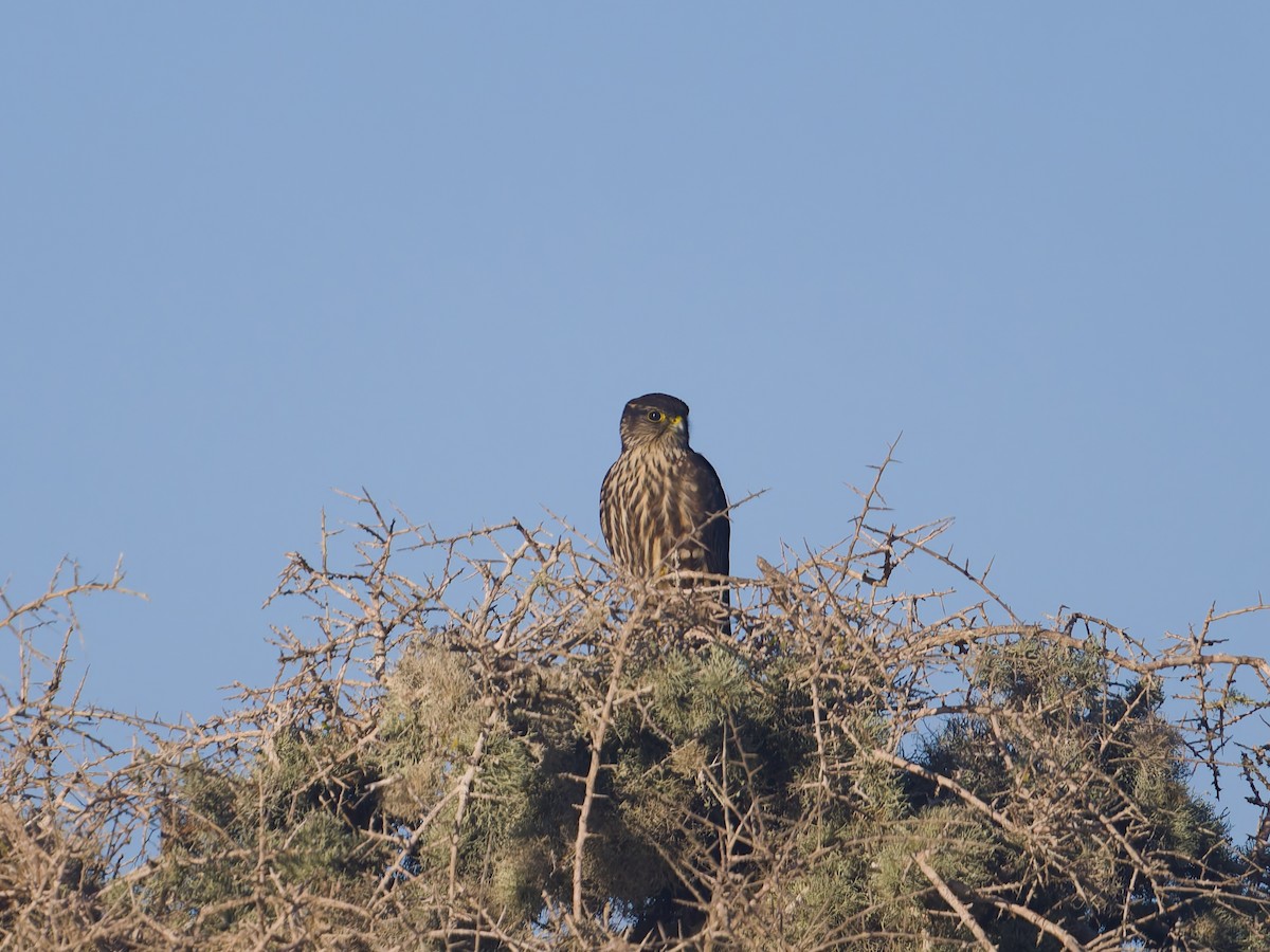 Підсоколик малий - ML646476100