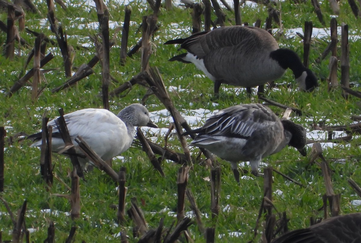 husa sněžní - ML646476101