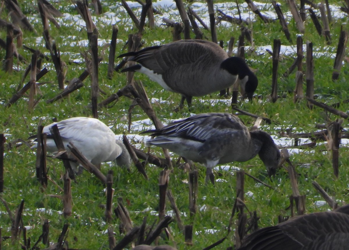 husa sněžní - ML646476102