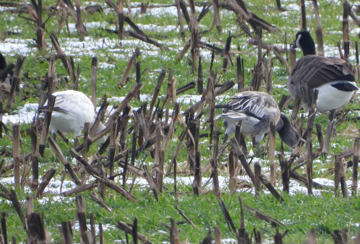 husa sněžní - ML646476103