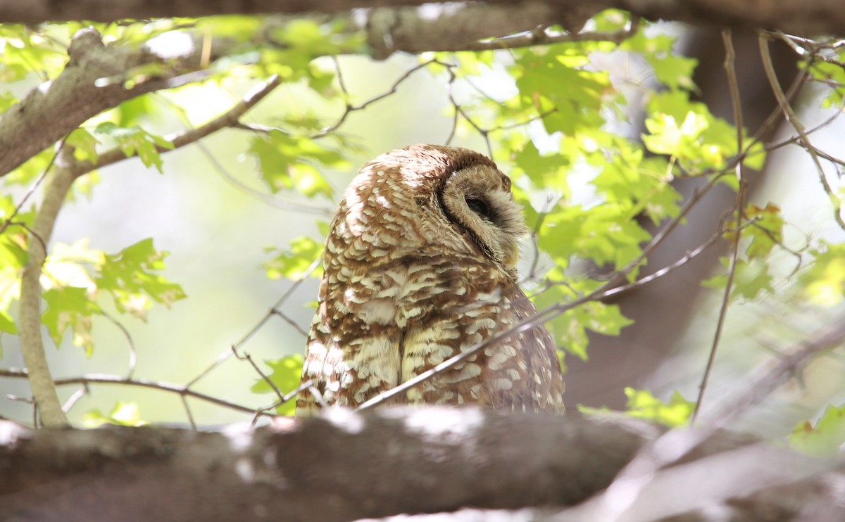 Пятнистая неясыть (lucida) - ML646476104