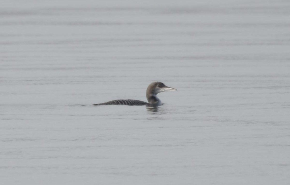 ハシグロアビ - ML646476105