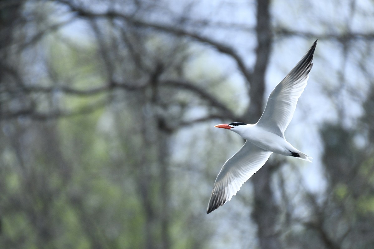 Caspian Tern - ML646476107