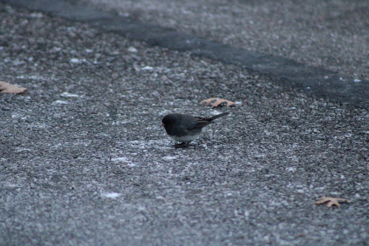 Dark-eyed Junco - ML646476109