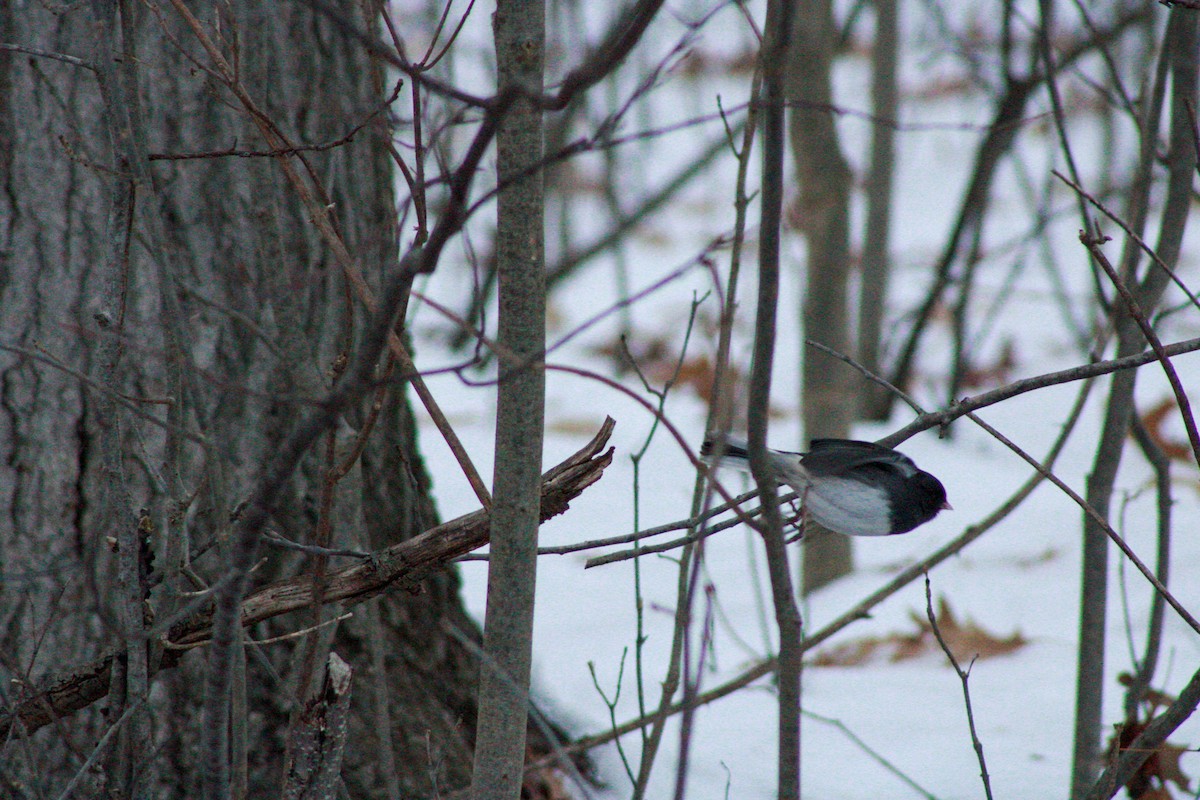 Dark-eyed Junco - ML646476110