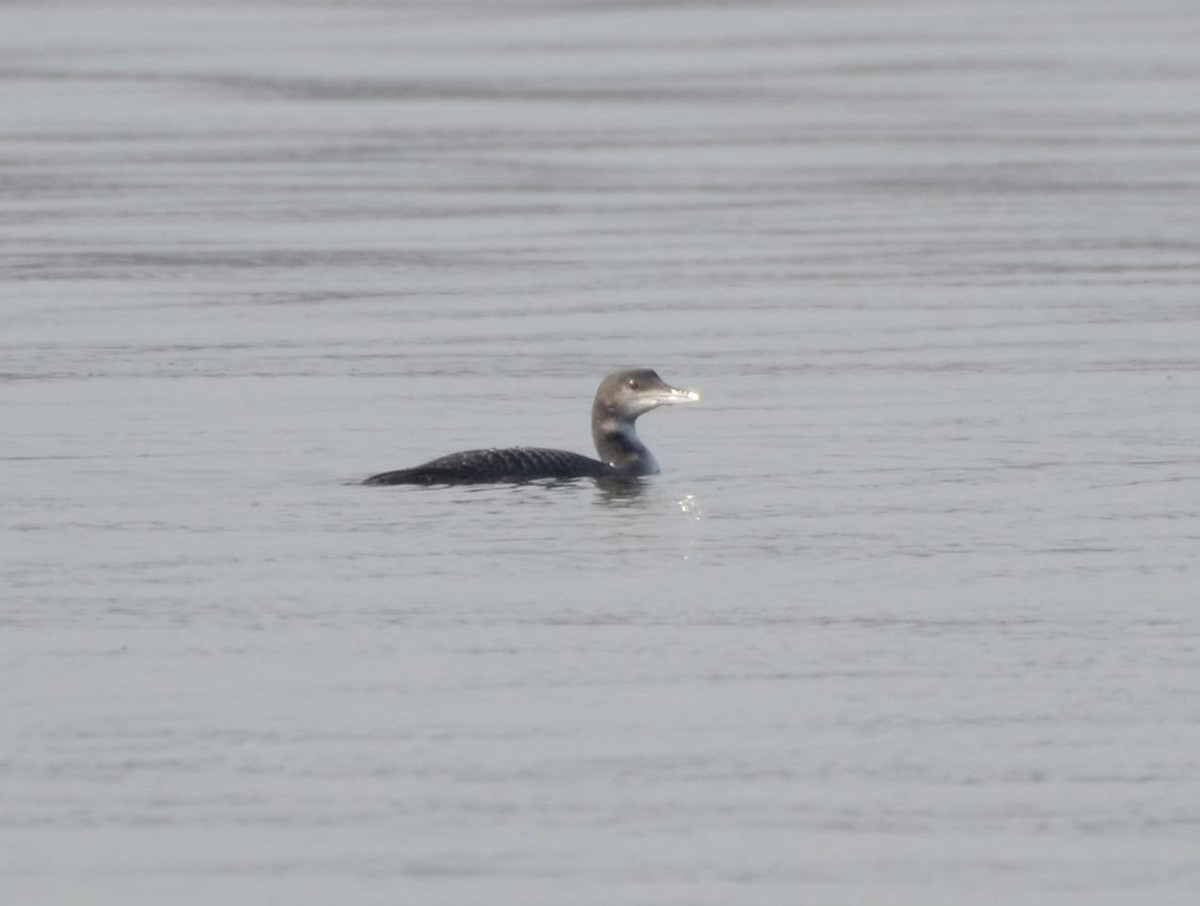 ハシグロアビ - ML646476111