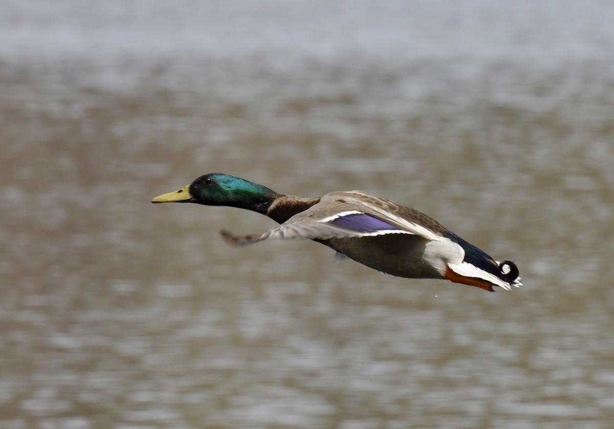 Mallard - ML646476112