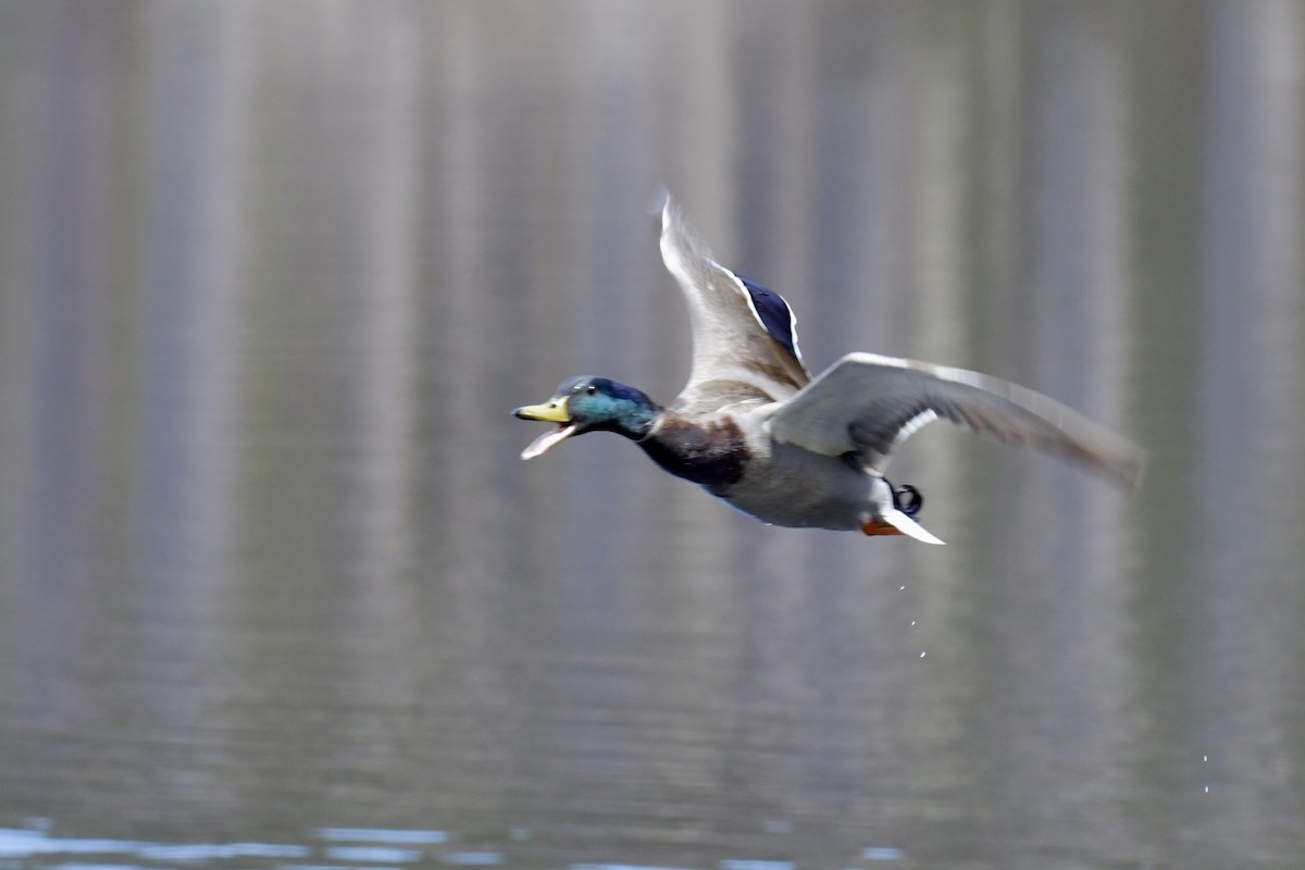 Mallard - ML646476113
