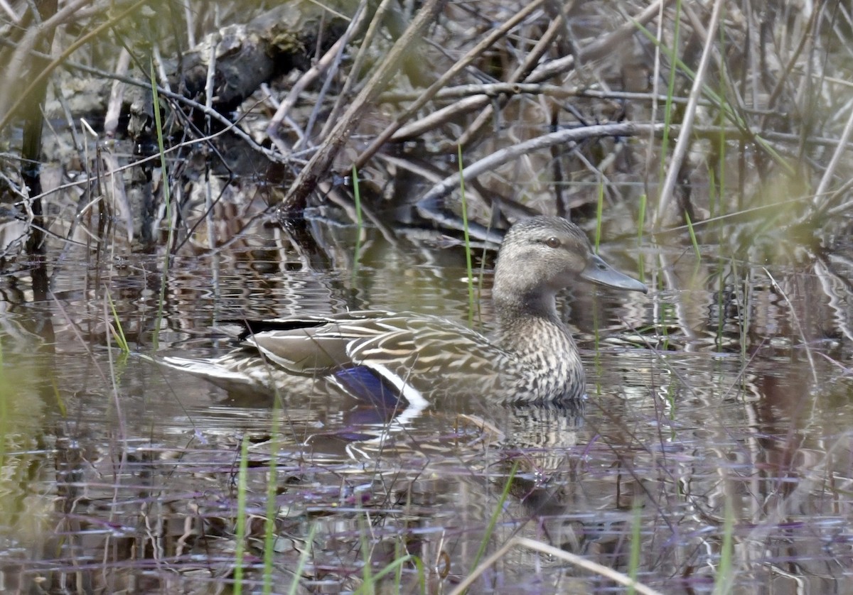 Mallard - ML646476114