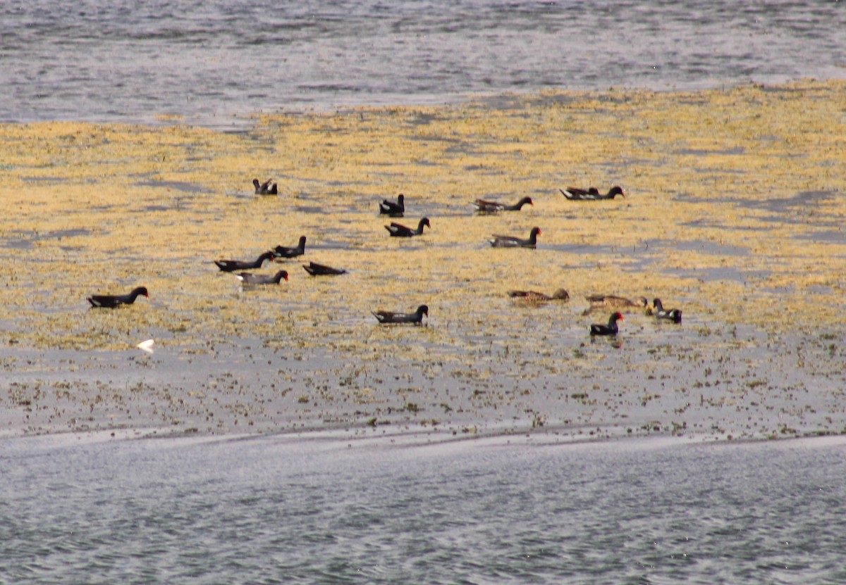 Blue-winged Teal - ML646476115