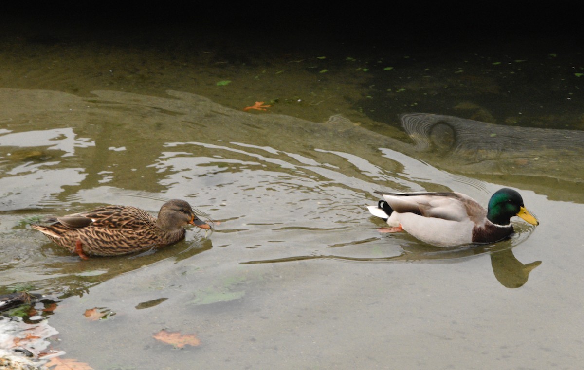 Mallard - ML646476116