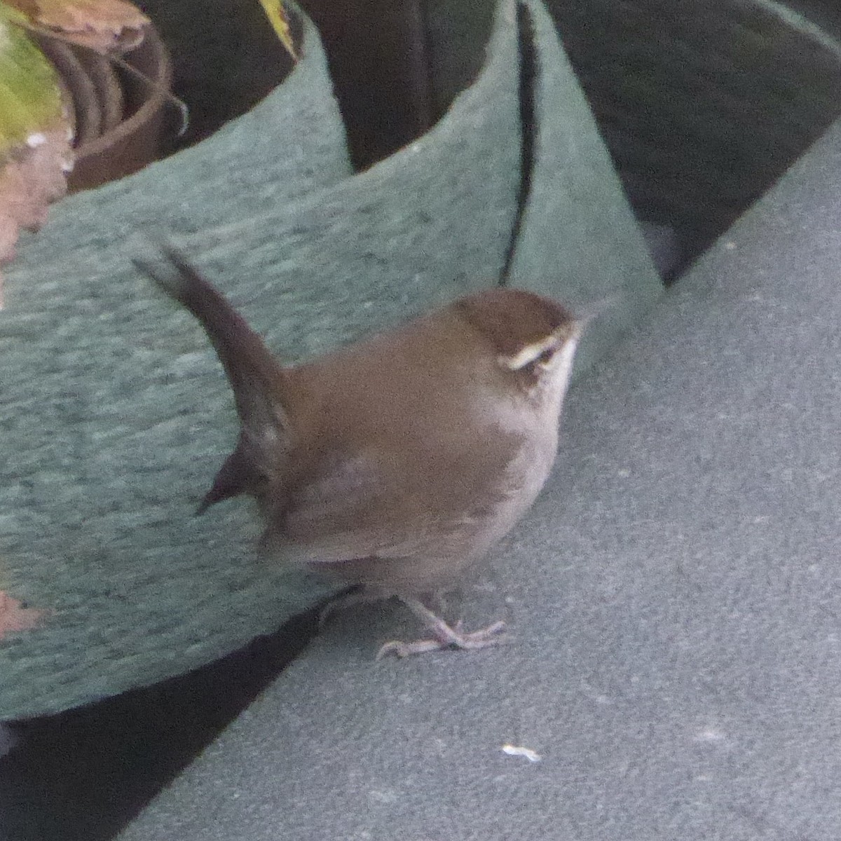 Підбуреник - ML646476117