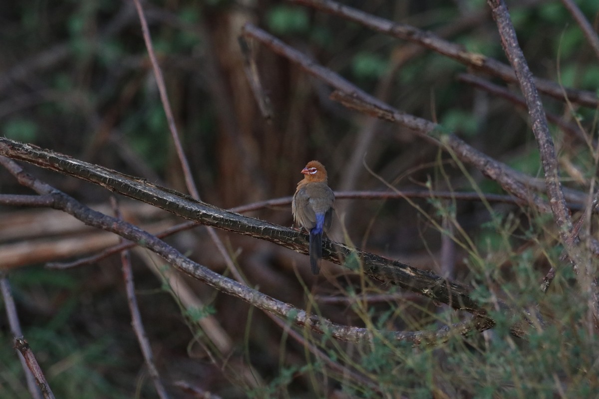 Purple Grenadier - ML646476118