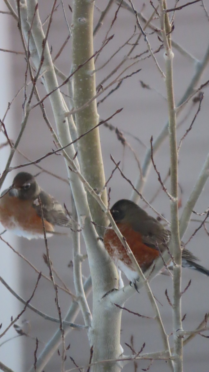 American Robin - ML646476121