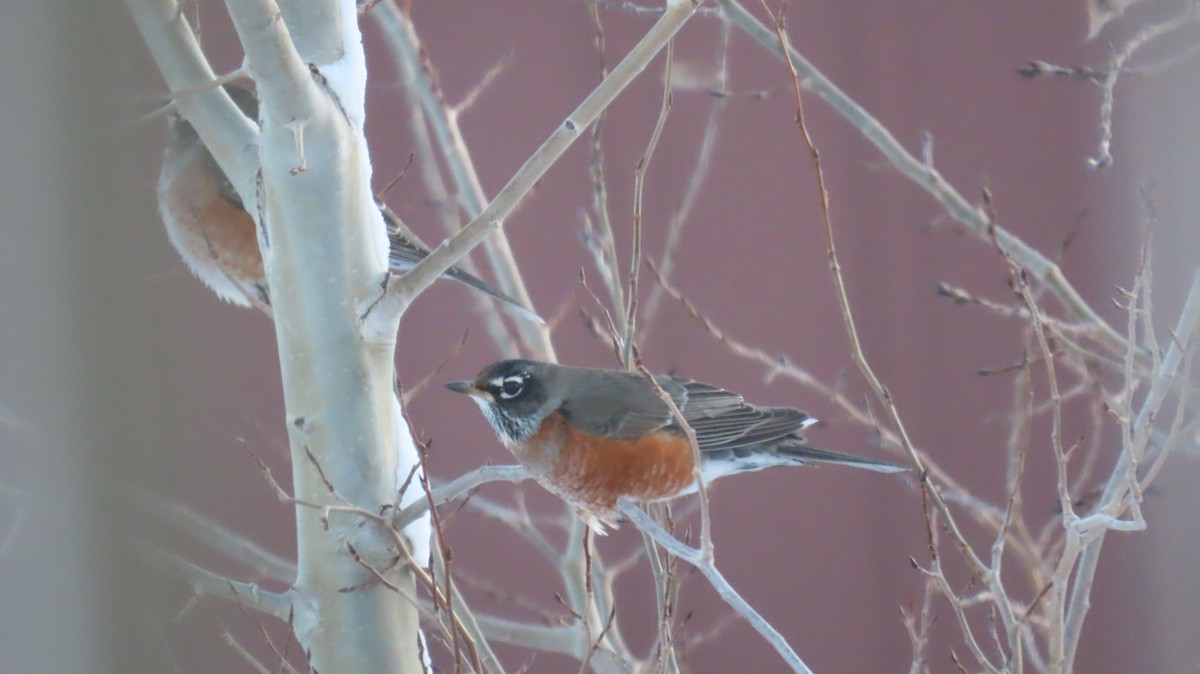American Robin - ML646476122