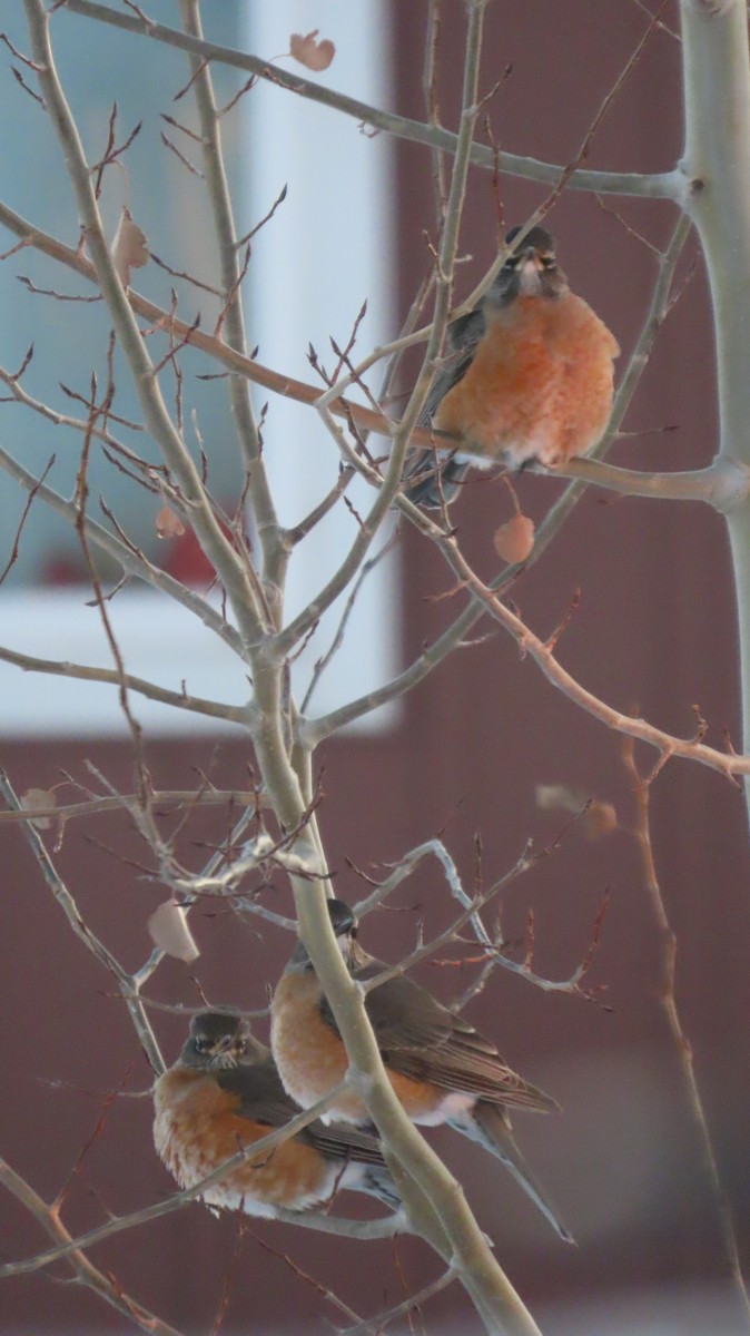 American Robin - ML646476123