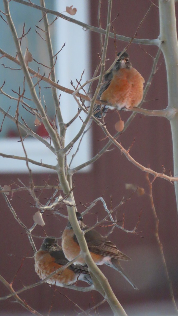 American Robin - ML646476124