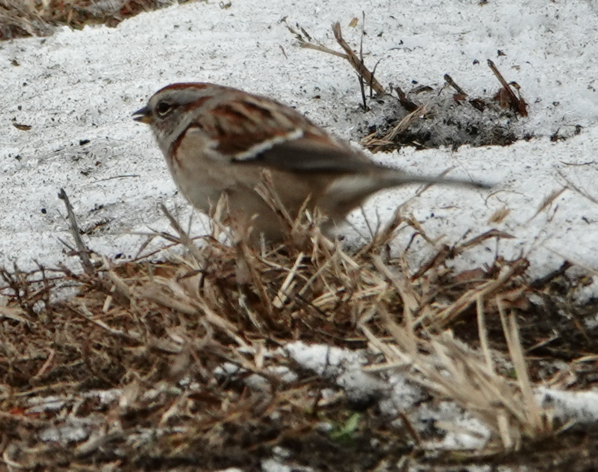 American Tree Sparrow - ML646476127