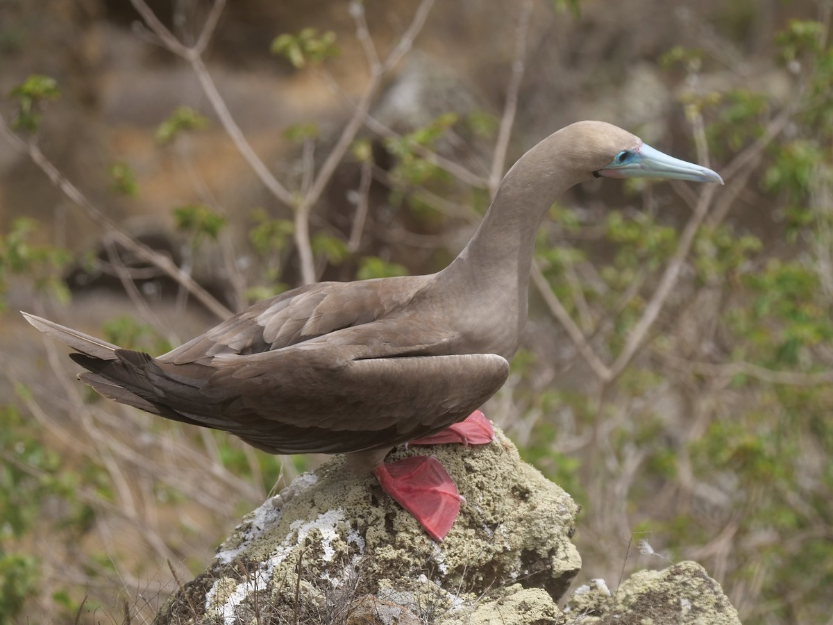 terej červenonohý - ML646476129