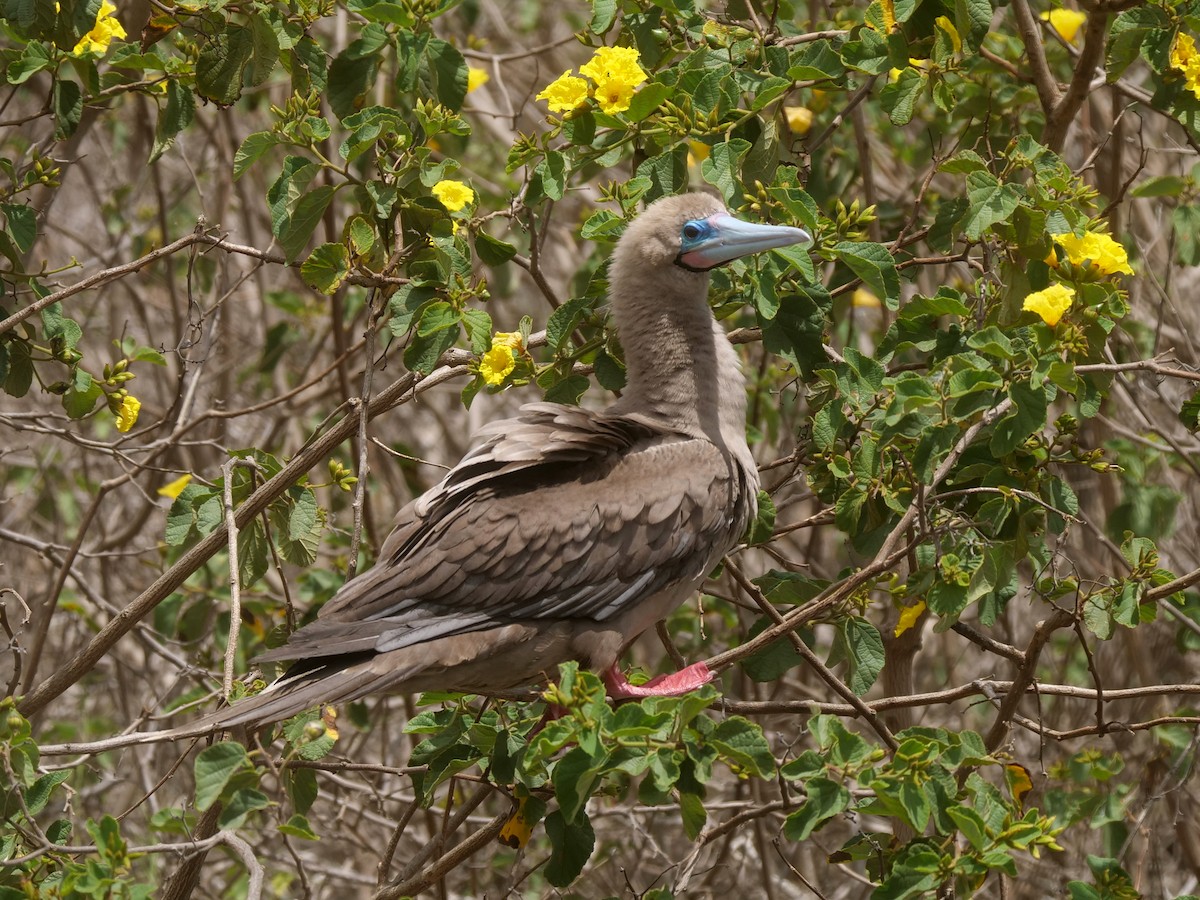 terej červenonohý - ML646476132