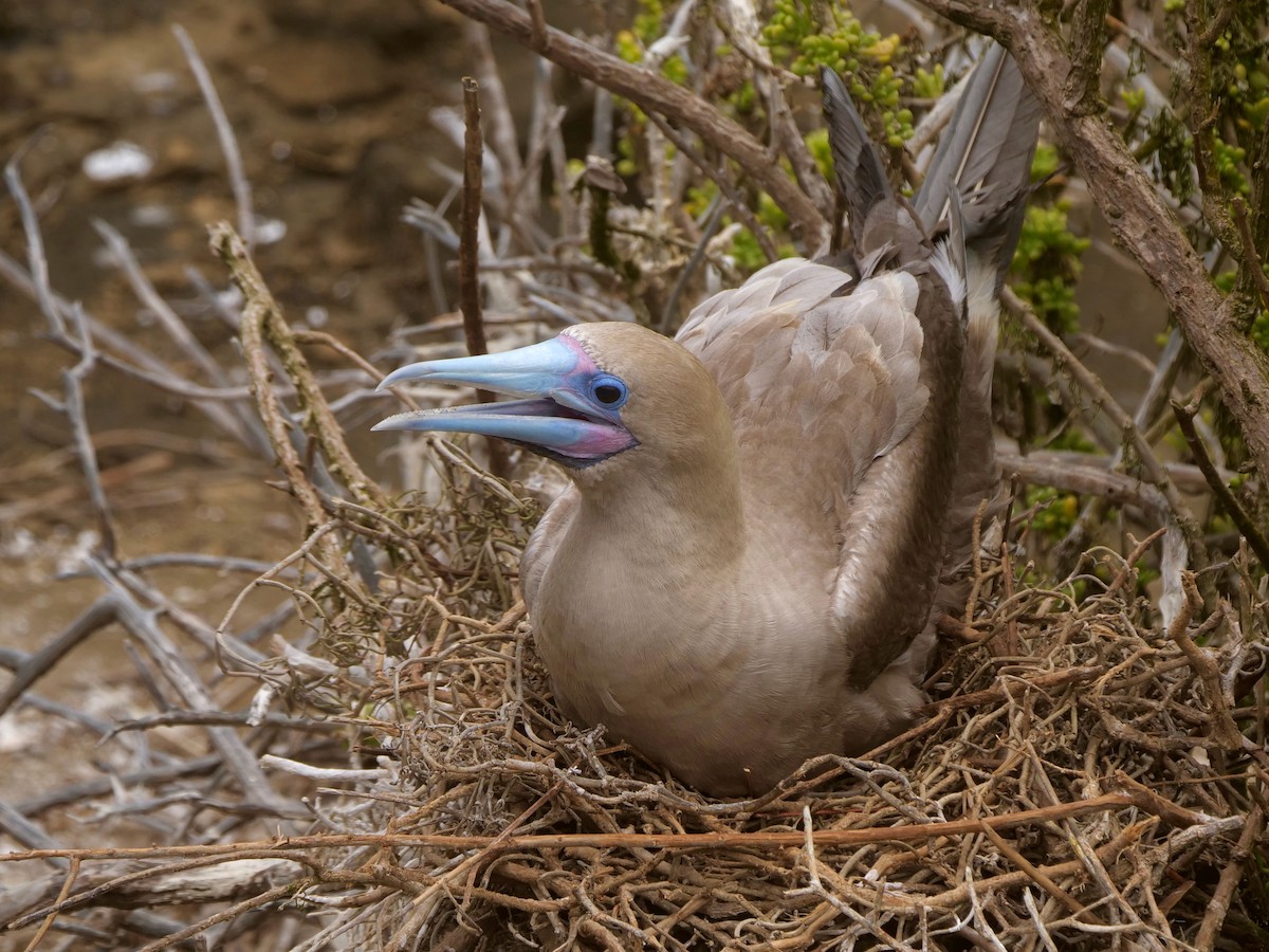 terej červenonohý - ML646476133