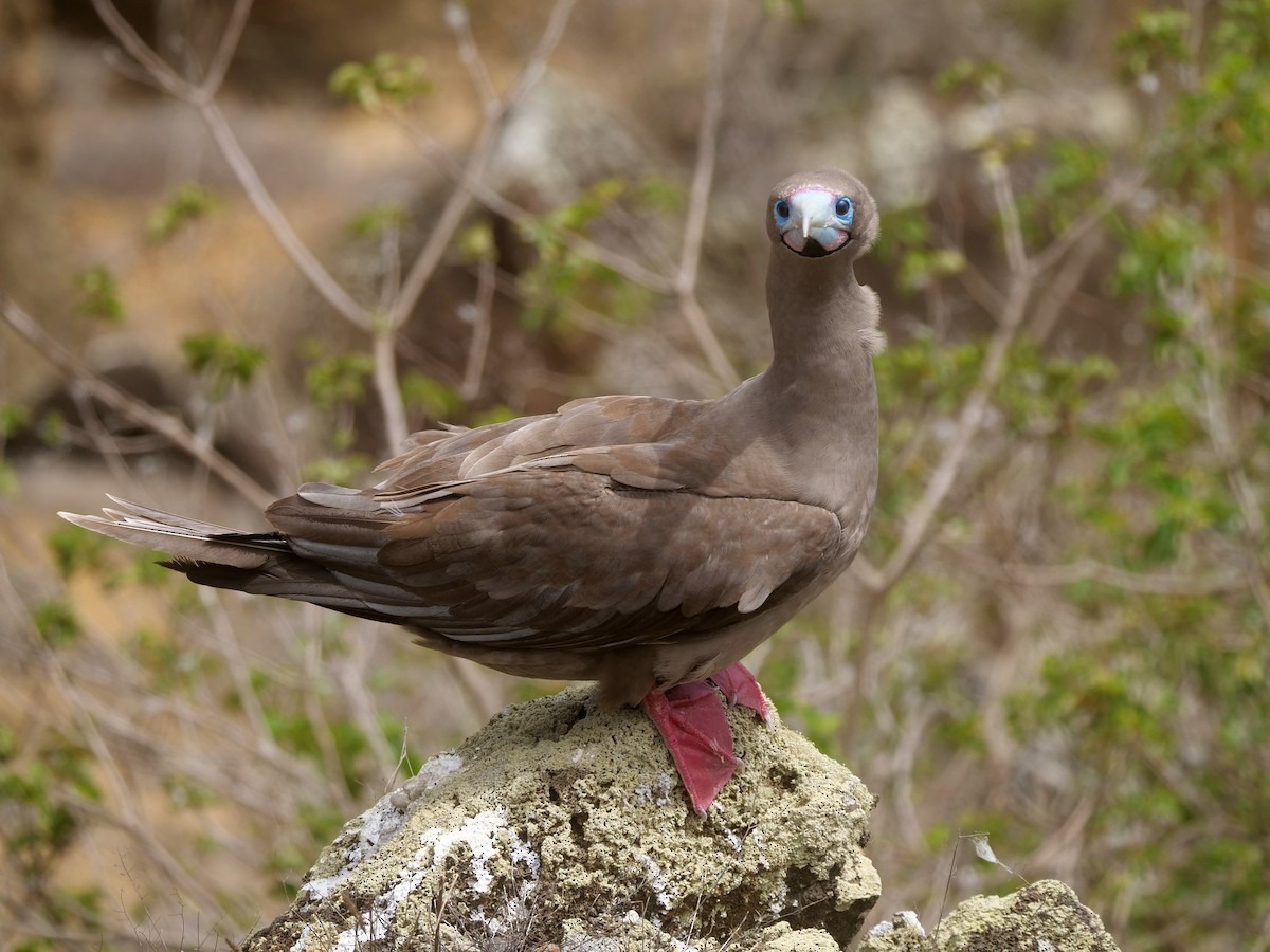 terej červenonohý - ML646476134