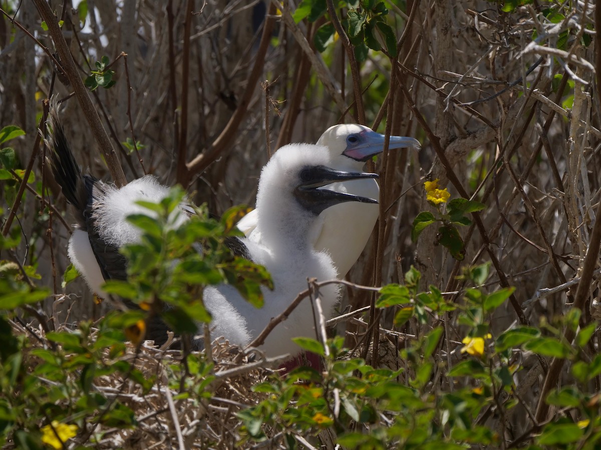 terej červenonohý - ML646476135