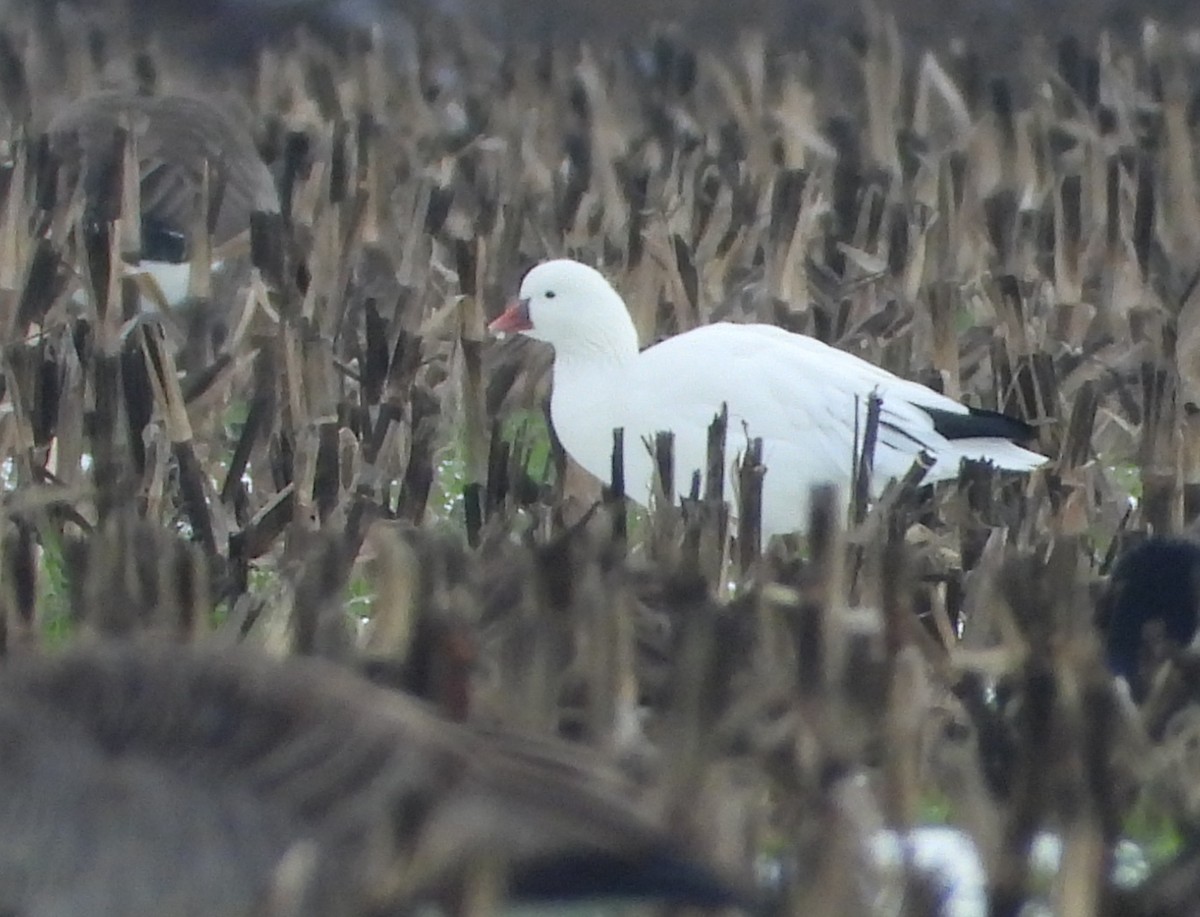 Ross's Goose - ML646476136