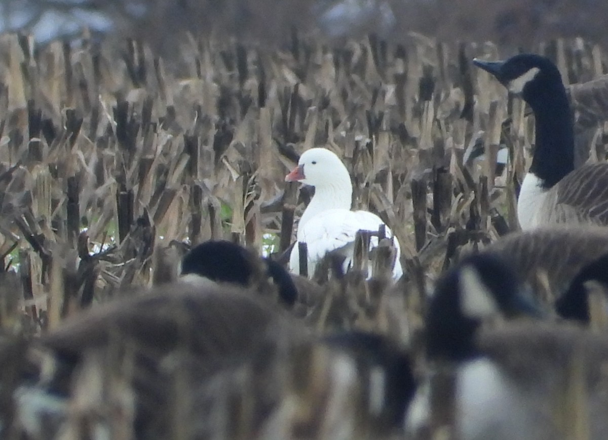 Ross's Goose - ML646476137