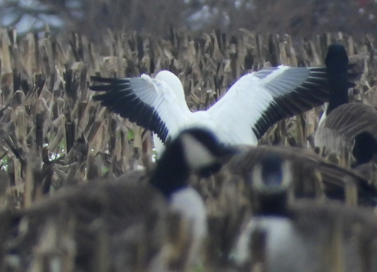 Ross's Goose - ML646476138