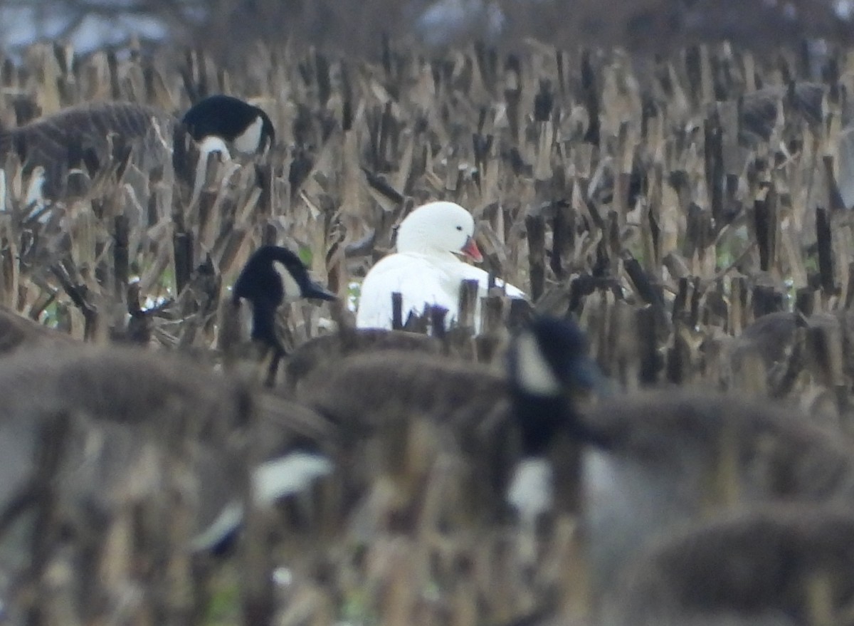 Ross's Goose - ML646476139