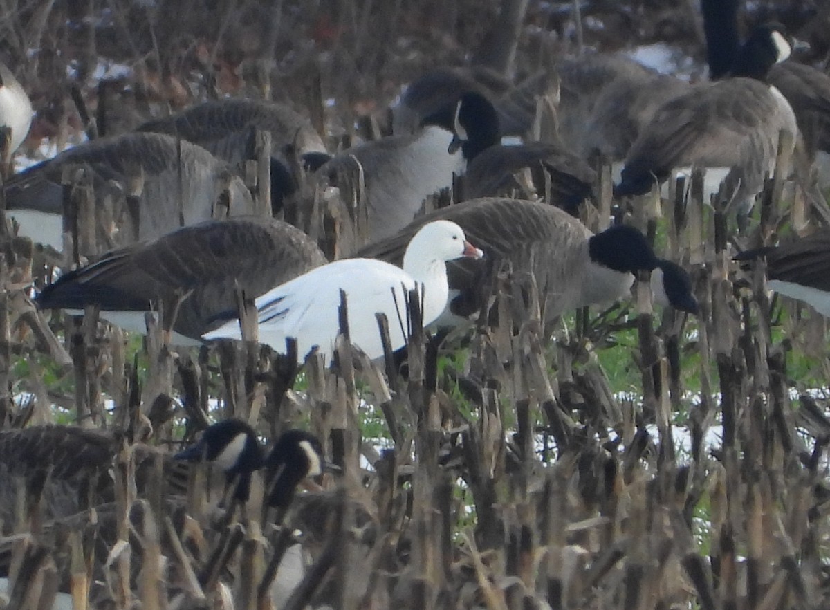 Ross's Goose - ML646476140