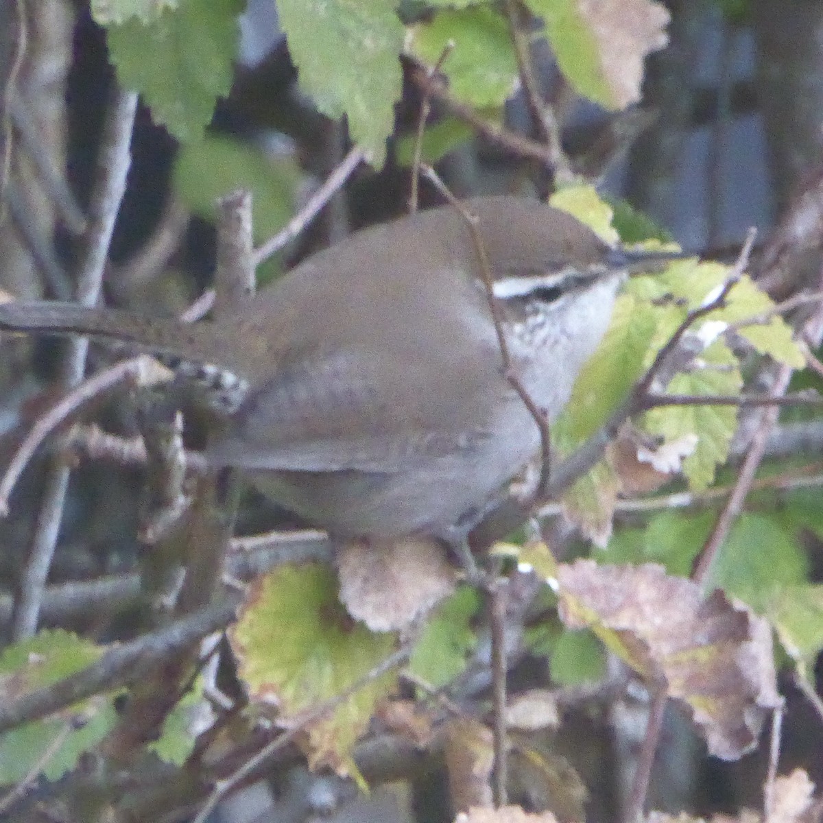 Підбуреник - ML646476141