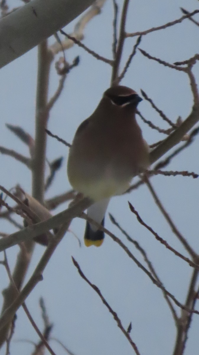 Cedar Waxwing - ML646476142